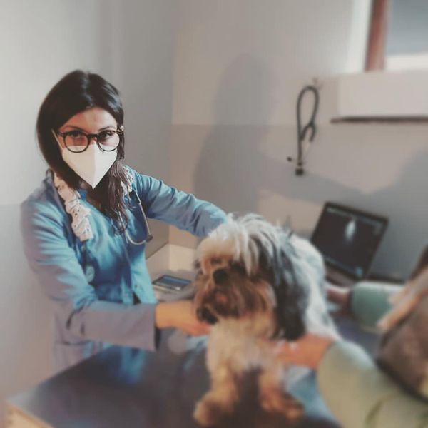 pies-u-weterynarza-01