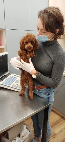 pies-u-weterynarza-06