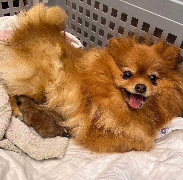 pies-u-weterynarza-07